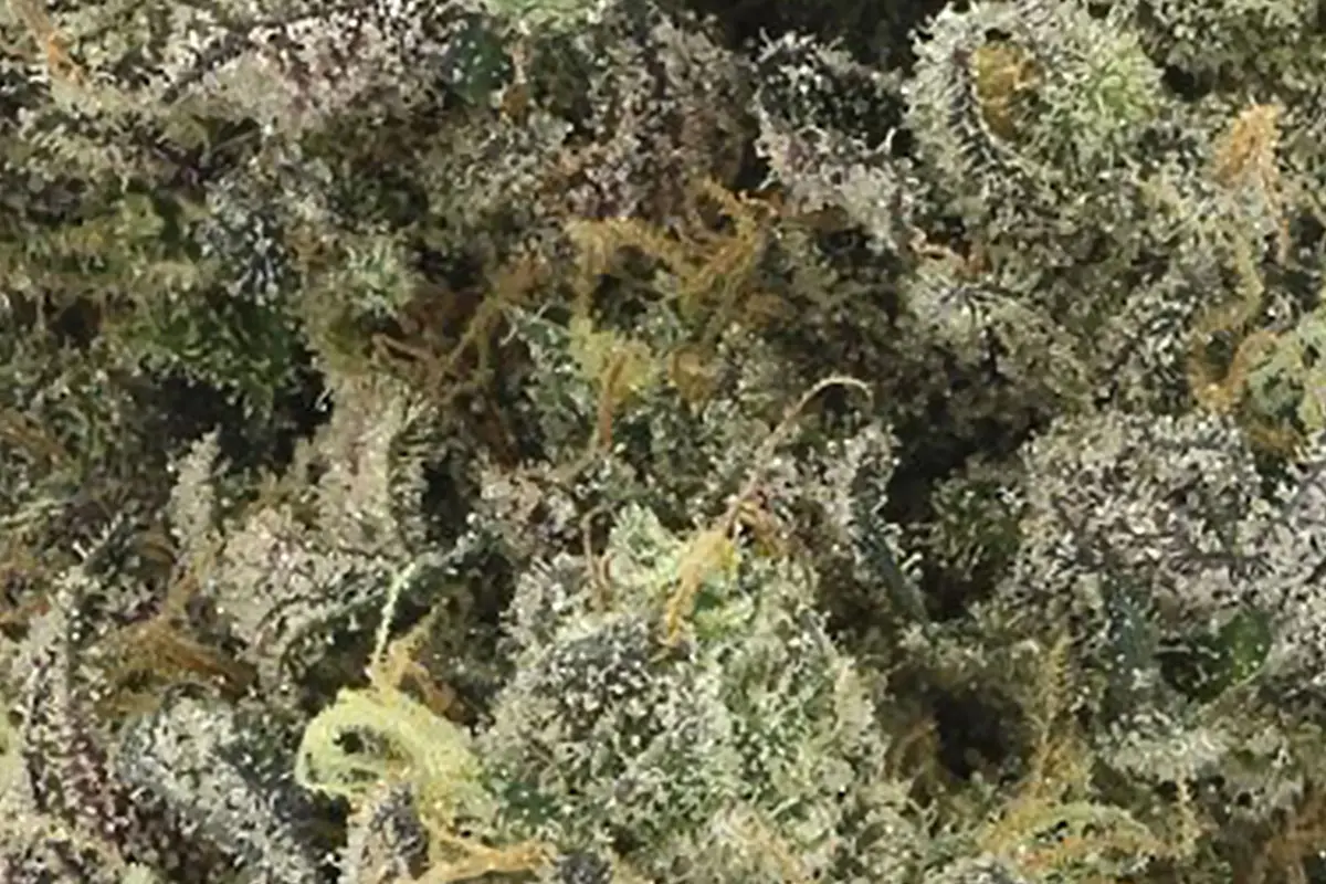 ZTAN LEE (710 LABS) INDICA 3.5g 🔥🔥 - Image 4
