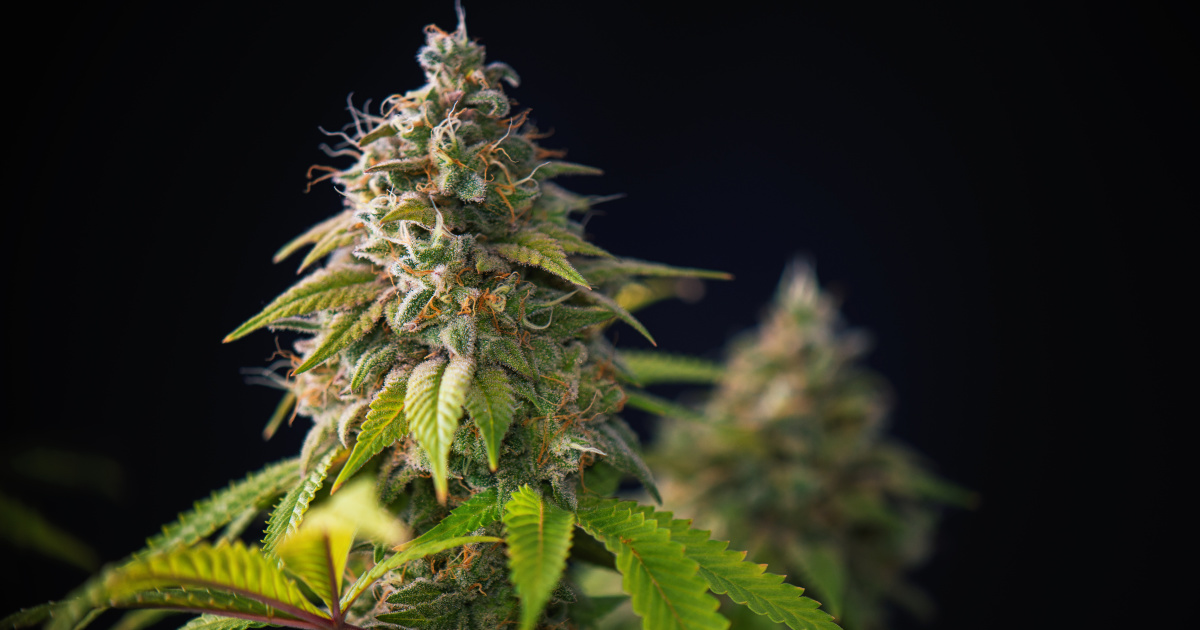 Weed Delivery New York City | Cannabis Delivery Near Me | Marijuana Delivery NYC